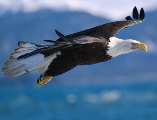 bald-eagle-flight1